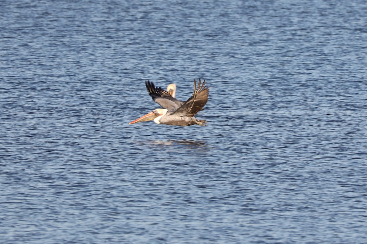 Brown Pelican (California) - ML643771162