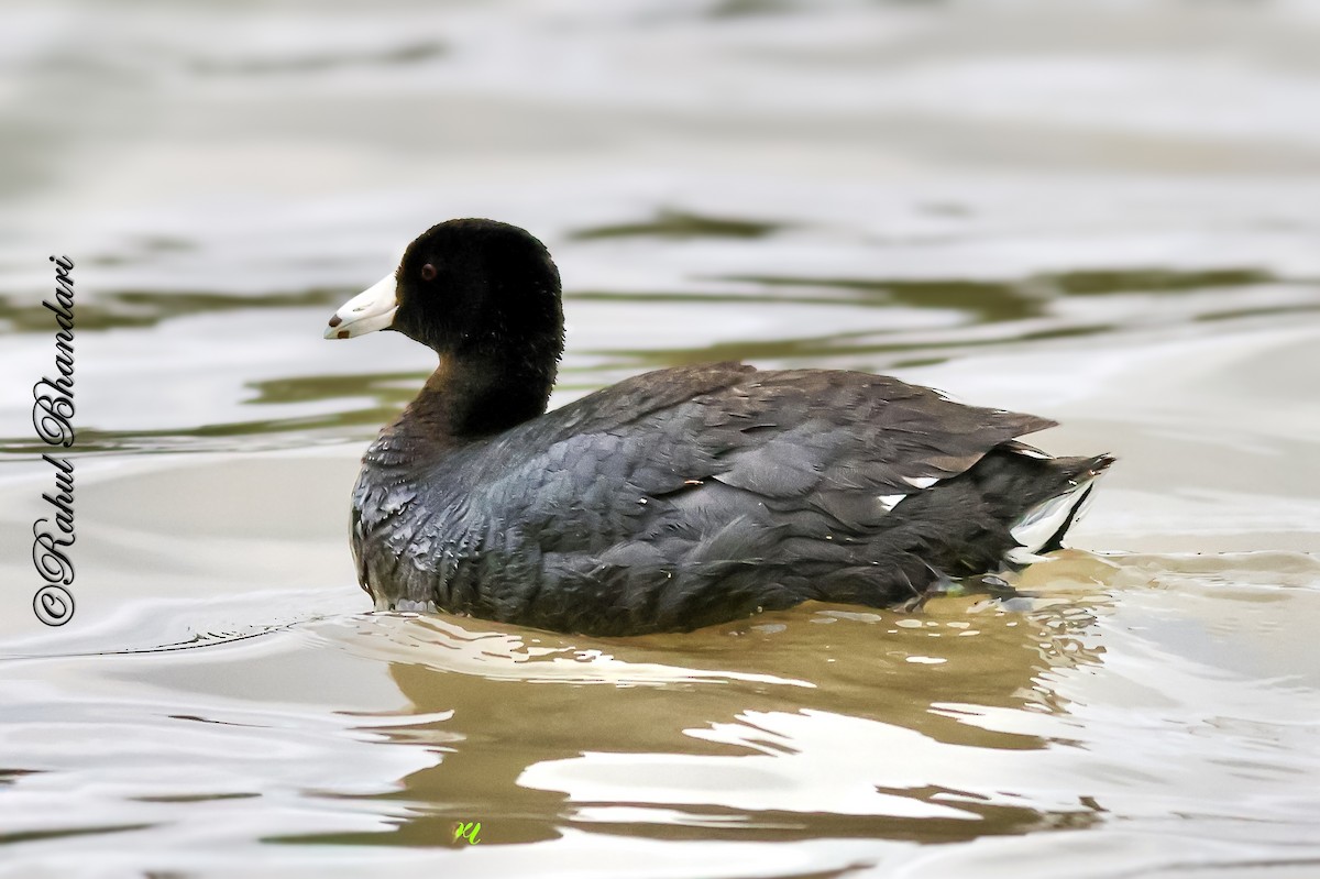 American Coot - ML643771203