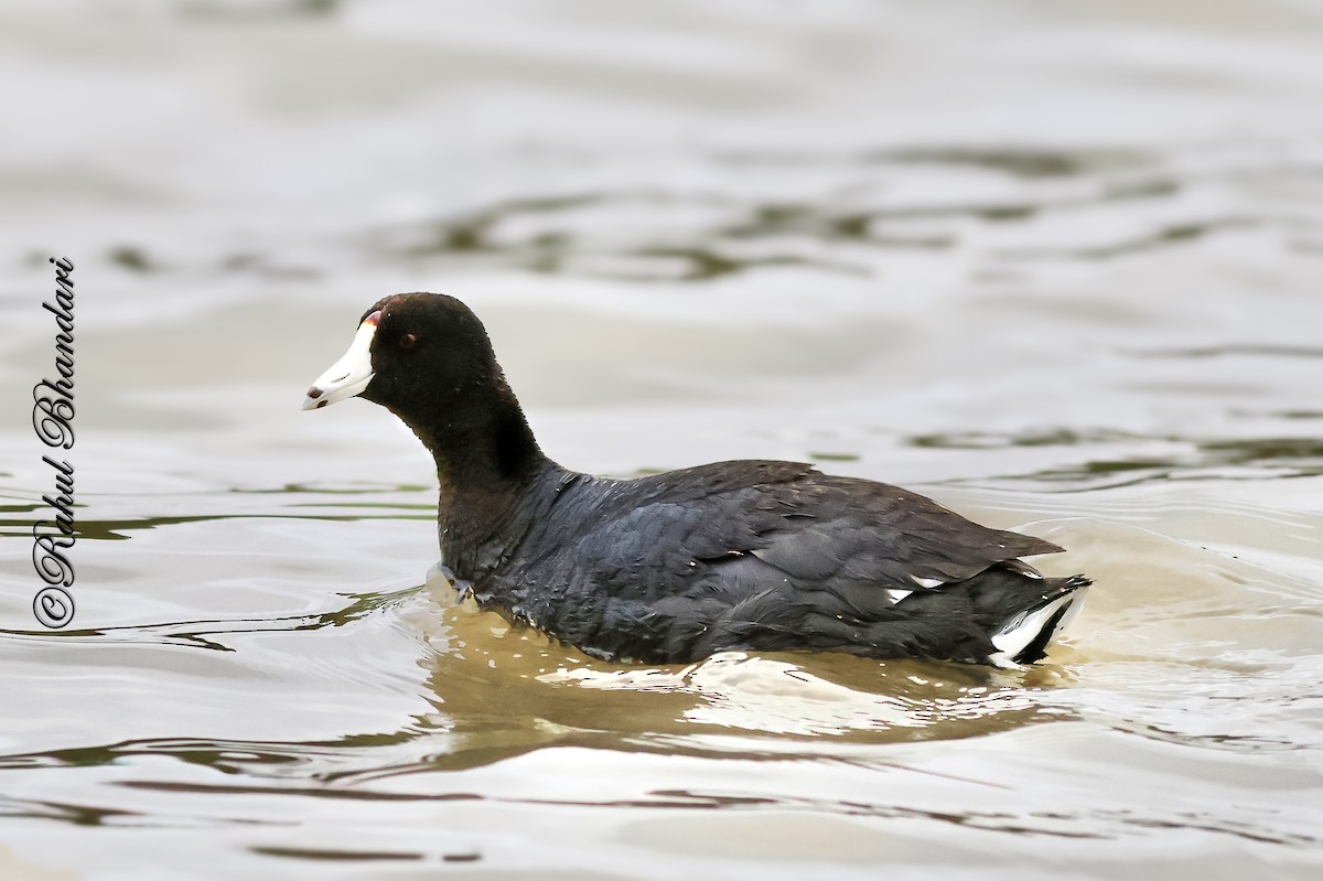 American Coot - ML643771204