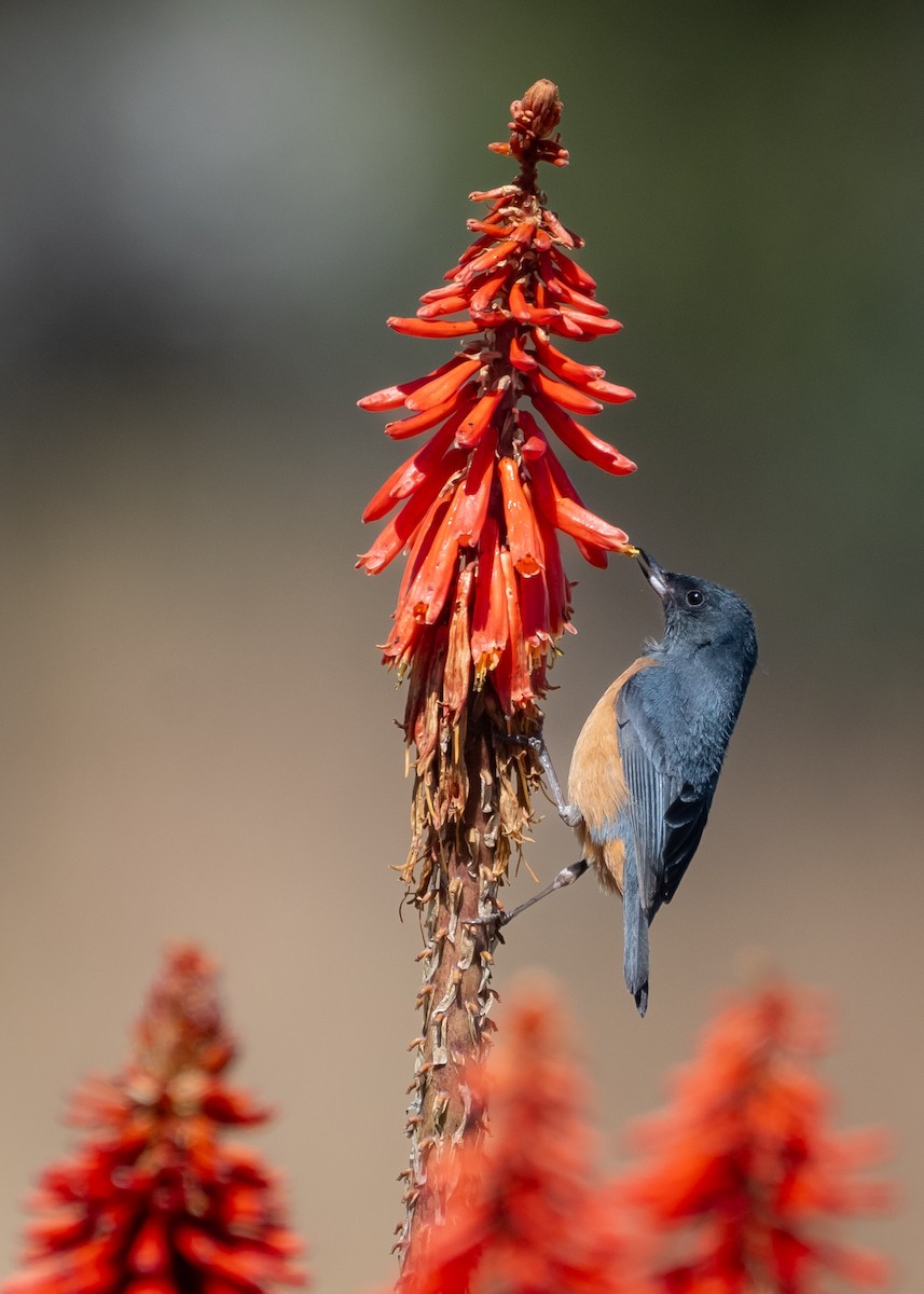 Cinnamon-bellied Flowerpiercer - ML643771205
