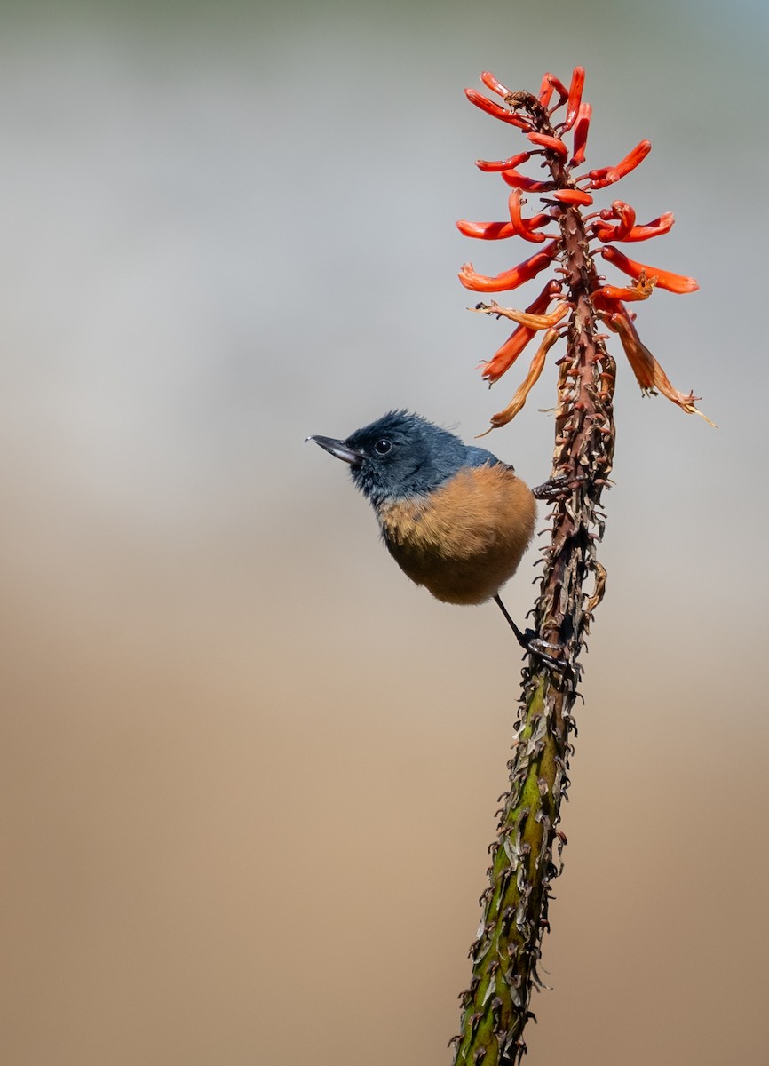 Cinnamon-bellied Flowerpiercer - ML643771206