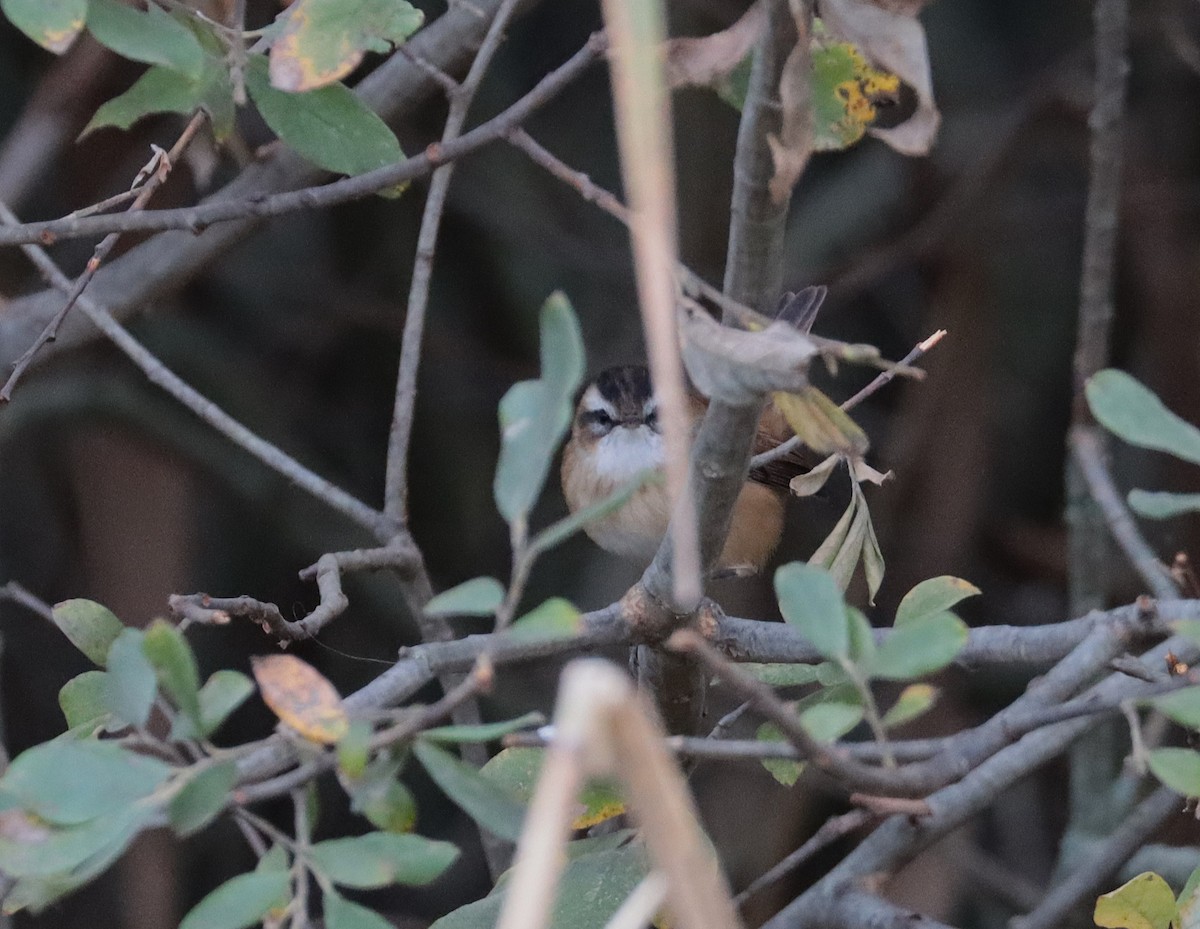 Moustached Warbler - ML643771212
