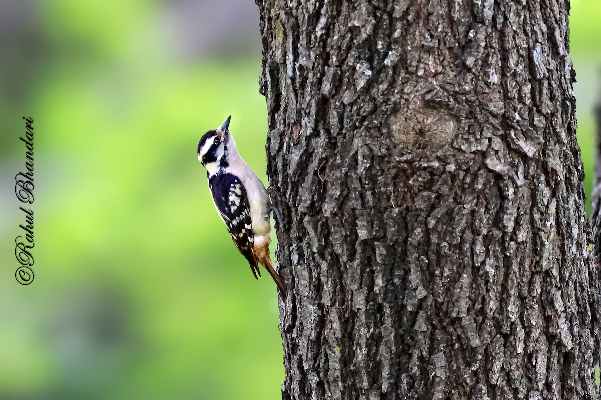 Downy Woodpecker - ML643771238