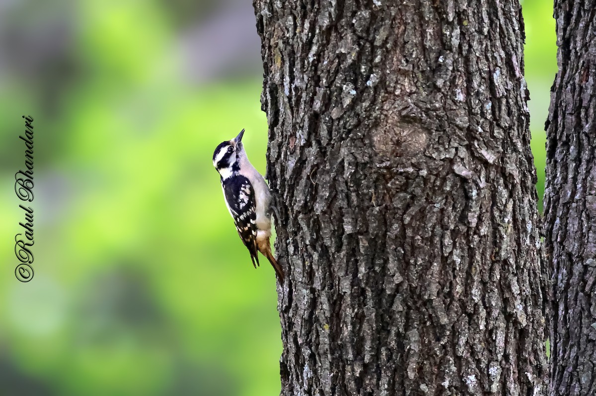 Downy Woodpecker - ML643771239