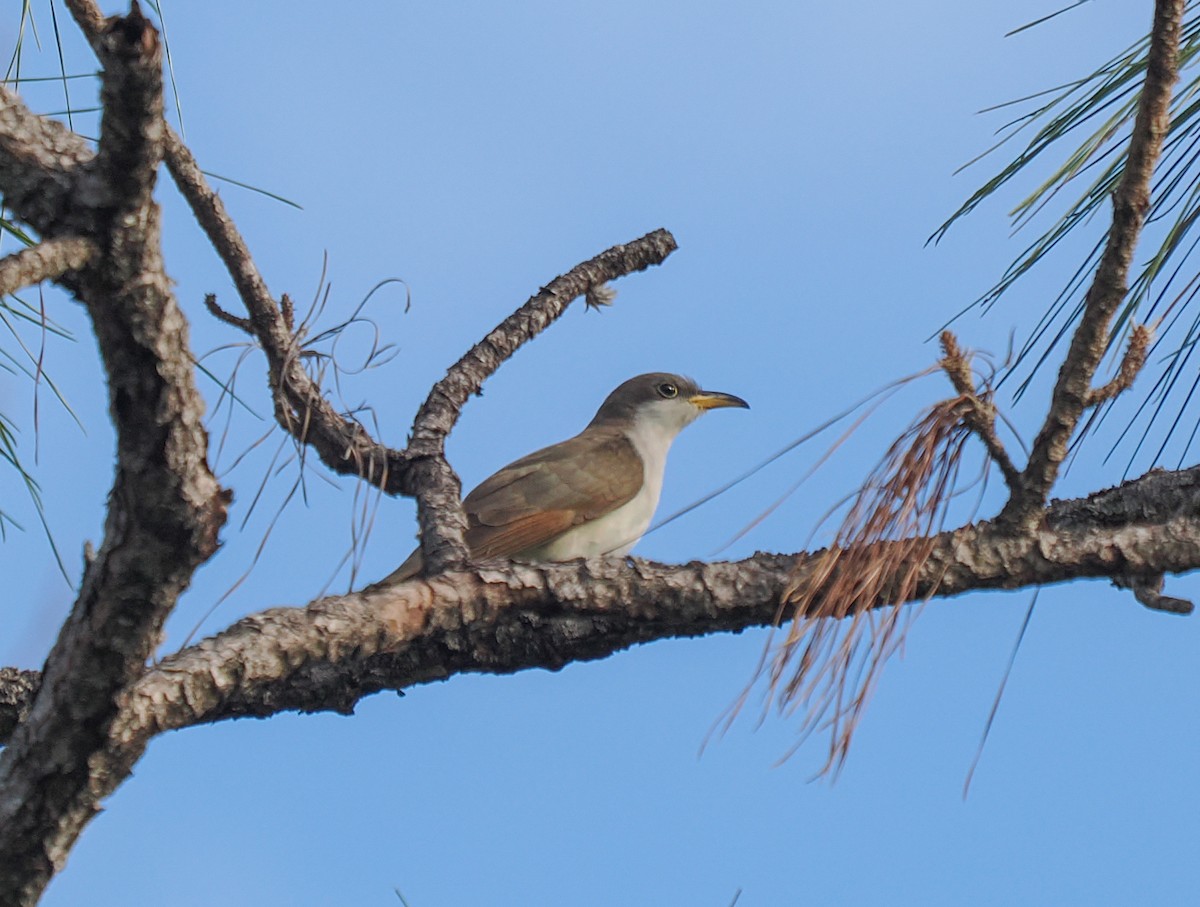 Yellow-billed Cuckoo - ML643771241