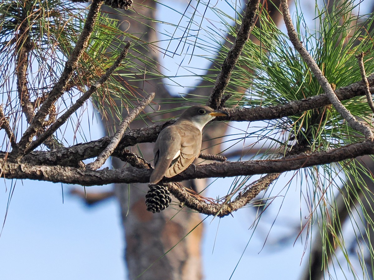 Yellow-billed Cuckoo - ML643771242