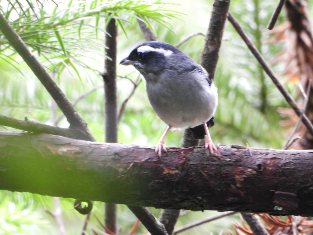 White-browed Shrike-Babbler - ML643771244