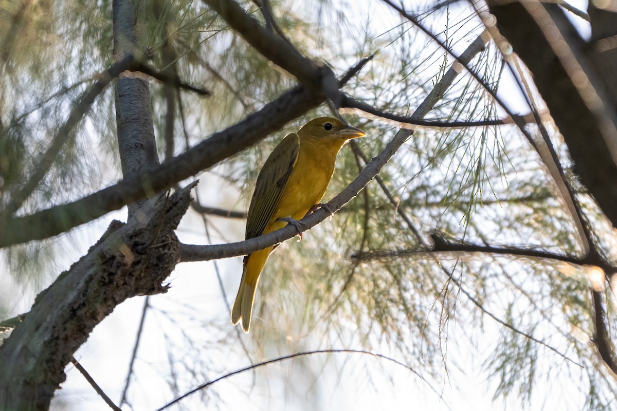Summer Tanager - ML643771247