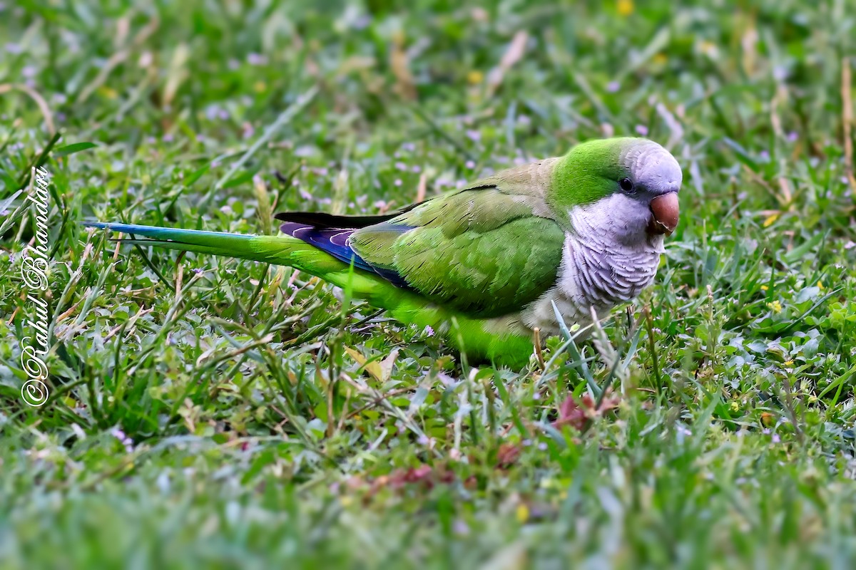 Monk Parakeet - ML643771262