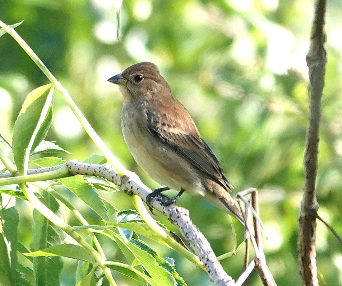 Indigo Bunting - ML643771269