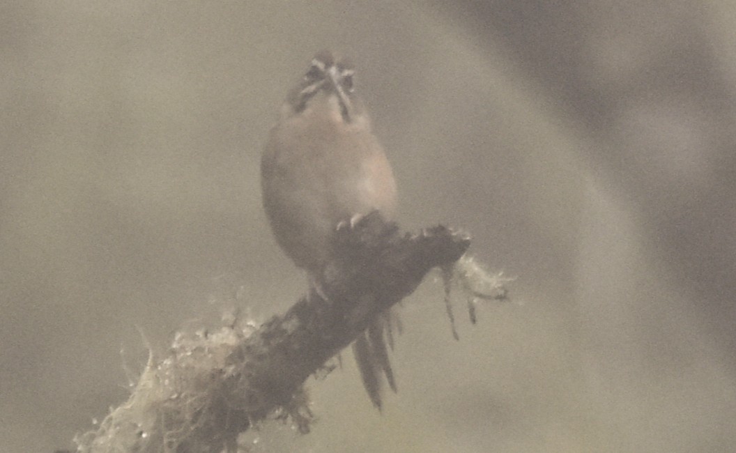 Rusty Sparrow - ML643771281