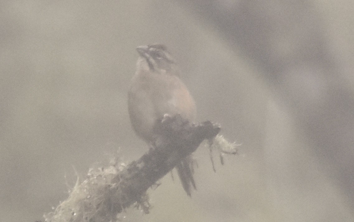 Rusty Sparrow - ML643771282