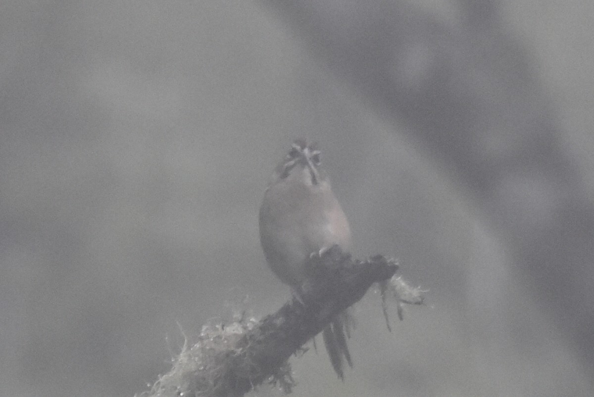 Rusty Sparrow - ML643771285