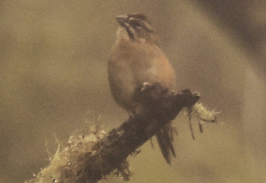 Rusty Sparrow - ML643771286