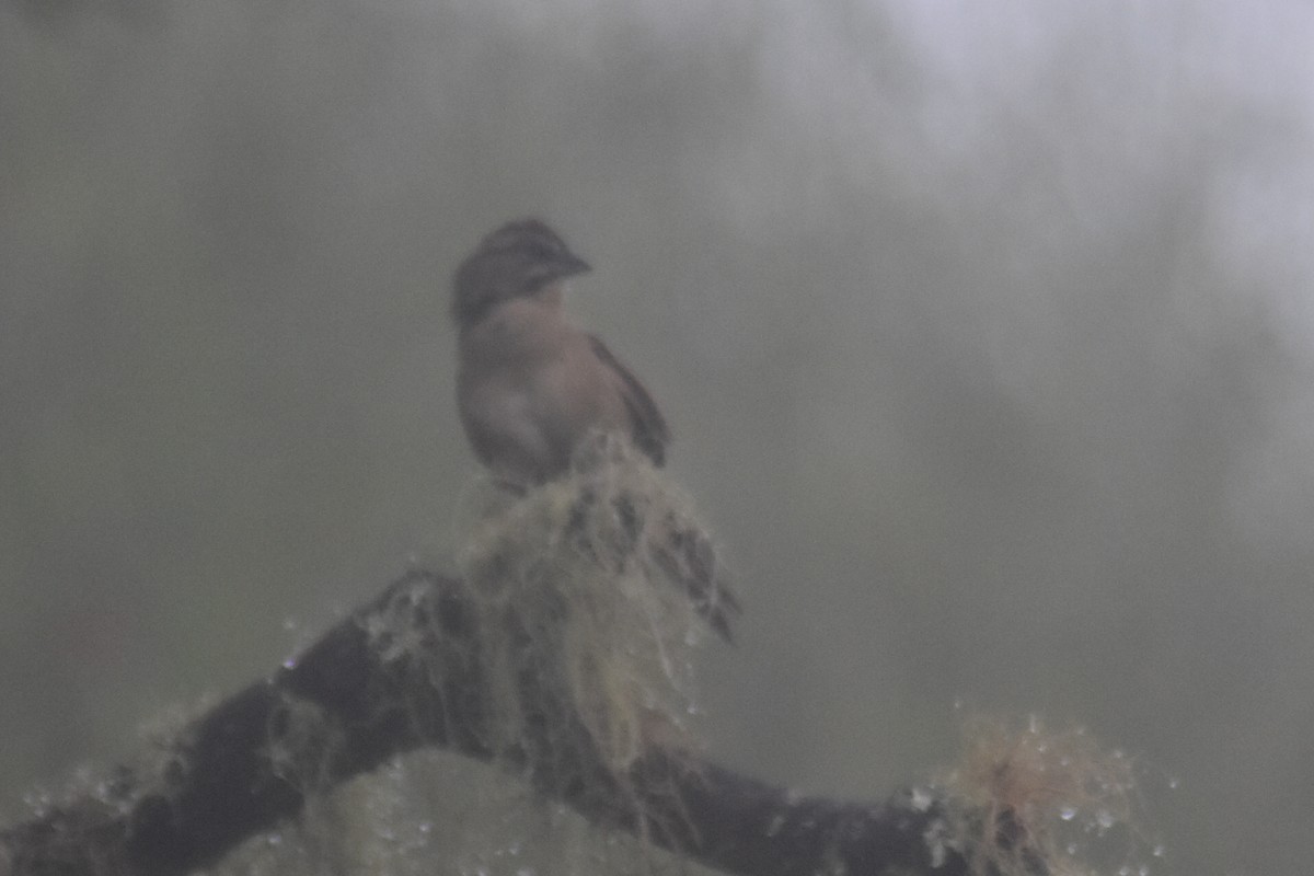 Rusty Sparrow - ML643771287