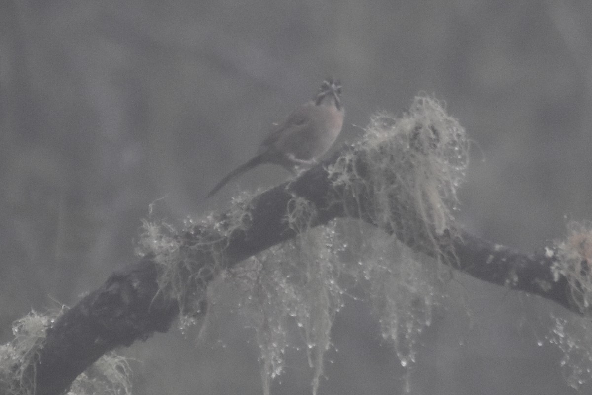 Rusty Sparrow - ML643771288