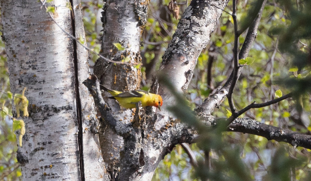 Western Tanager - ML643771295