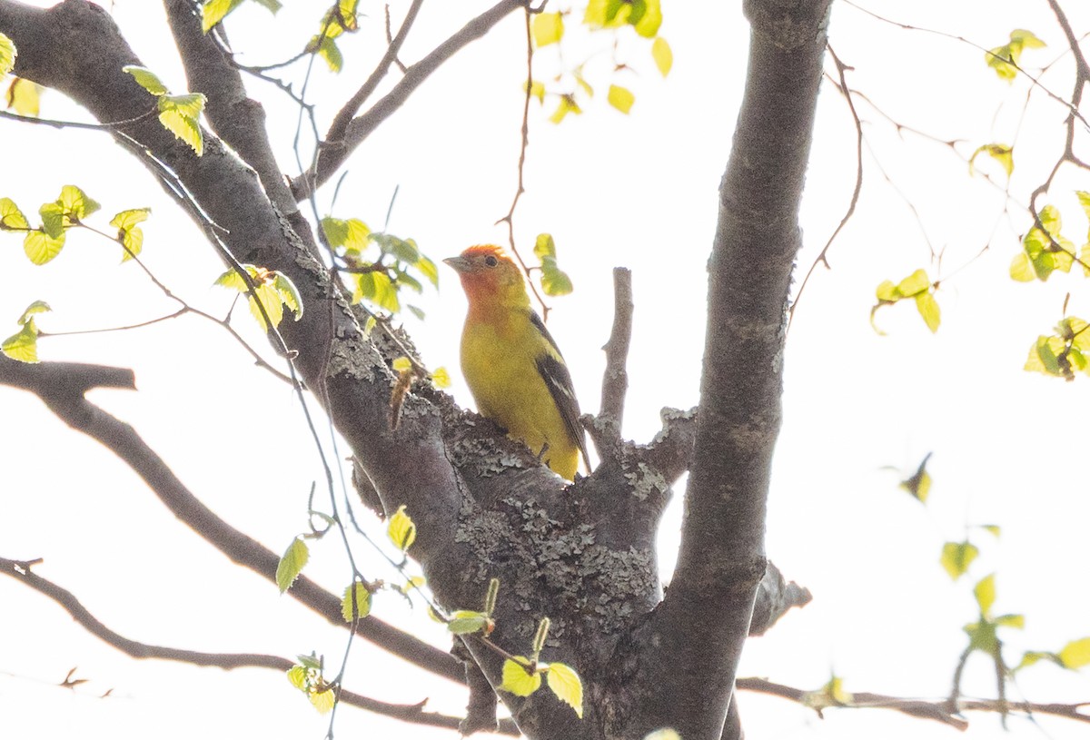 Western Tanager - ML643771298