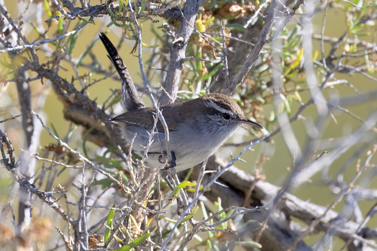 Bewick's Wren - ML643771315