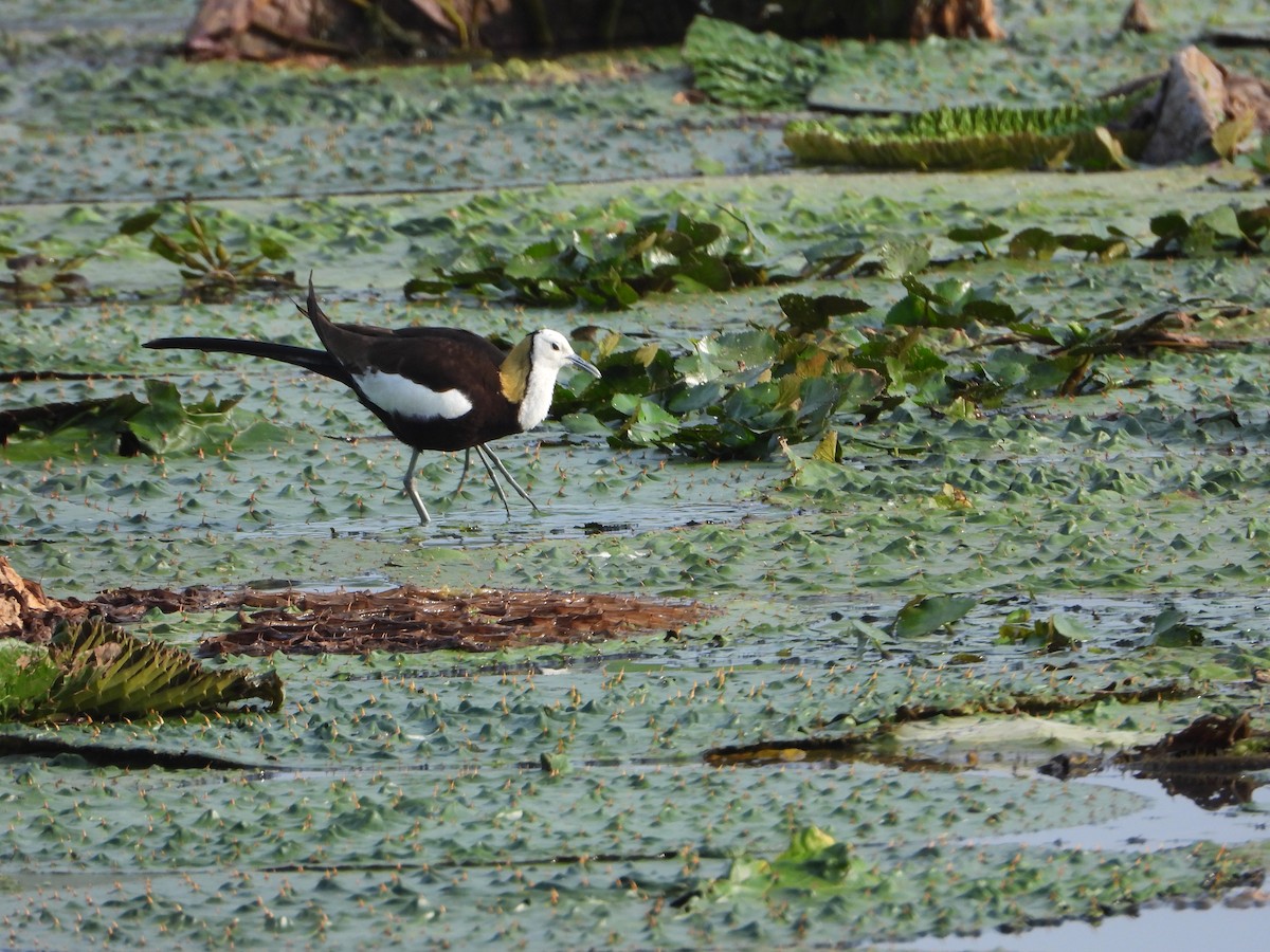 Pheasant-tailed Jacana - ML643771321