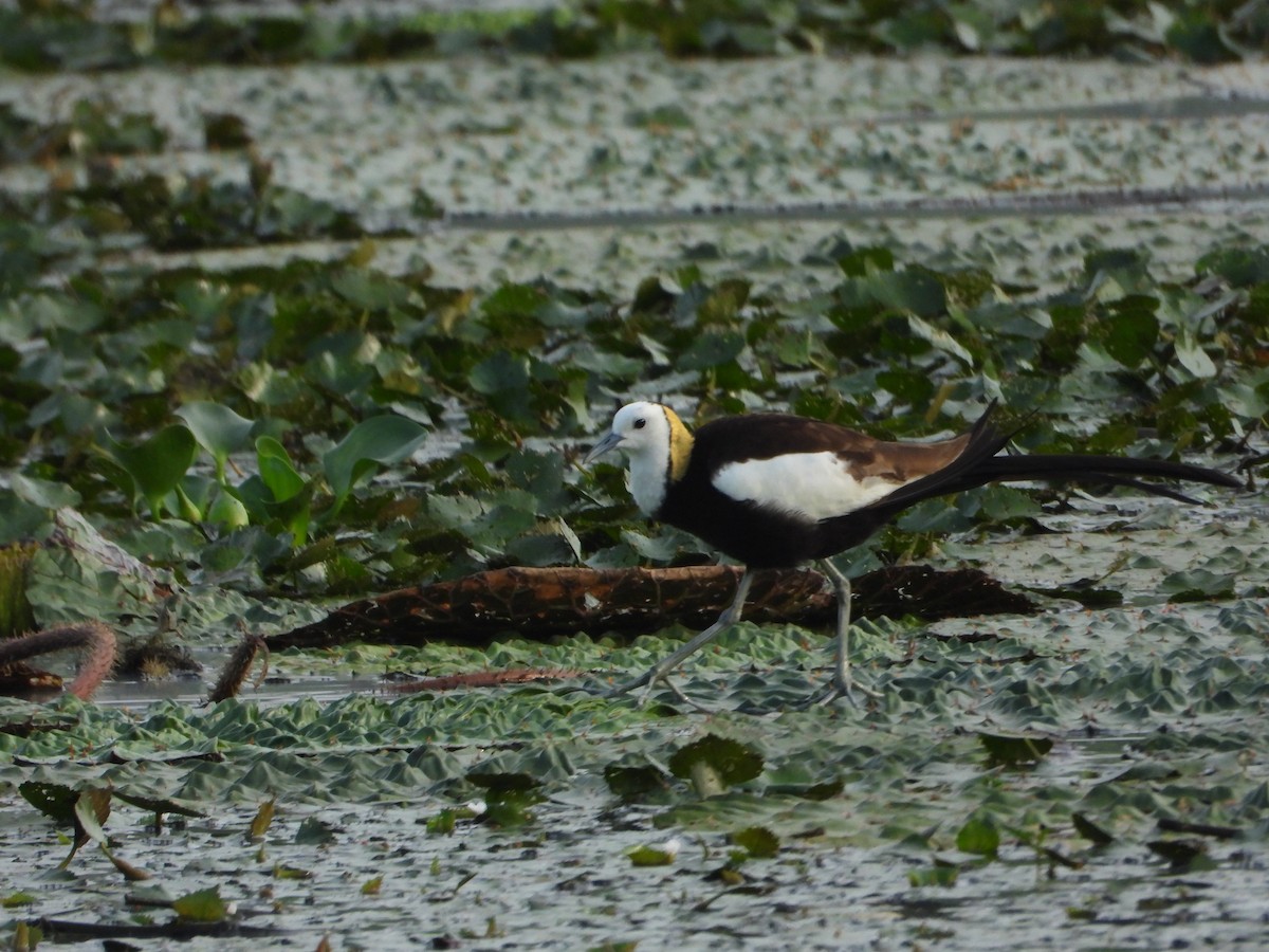 Pheasant-tailed Jacana - ML643771322