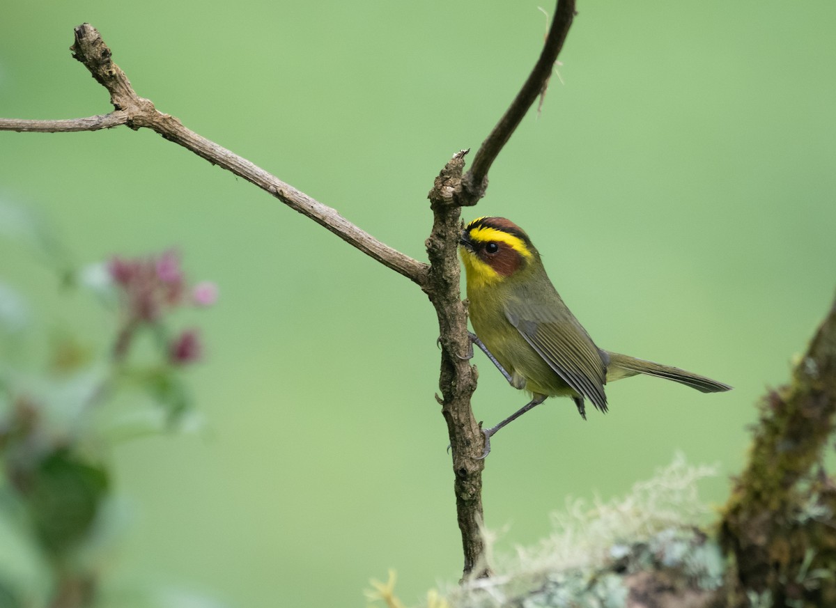 Golden-browed Warbler - ML643771371
