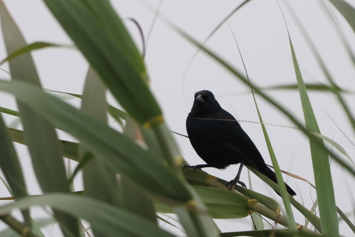 Scrub Blackbird - ML643771372