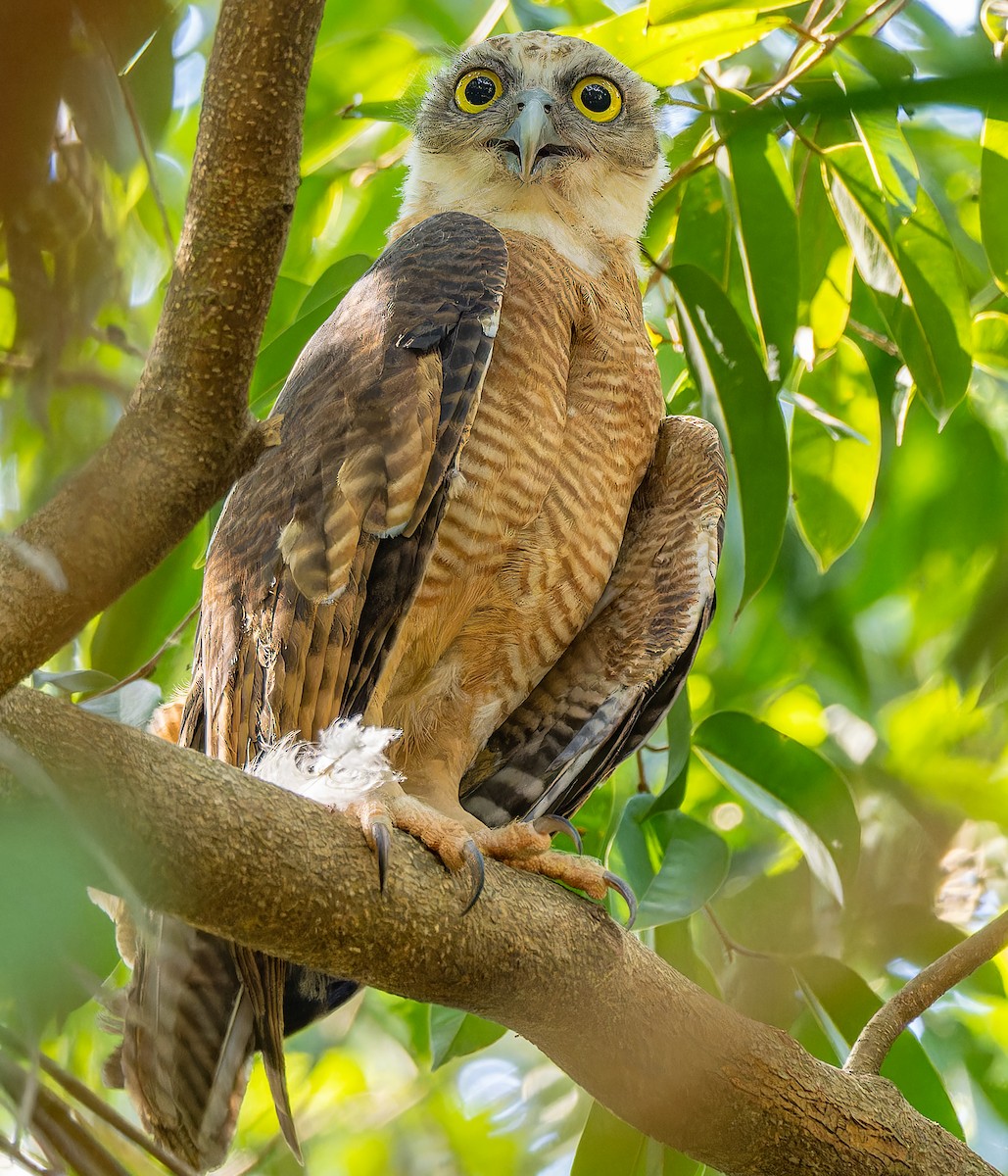 Rufous Owl - ML643771408