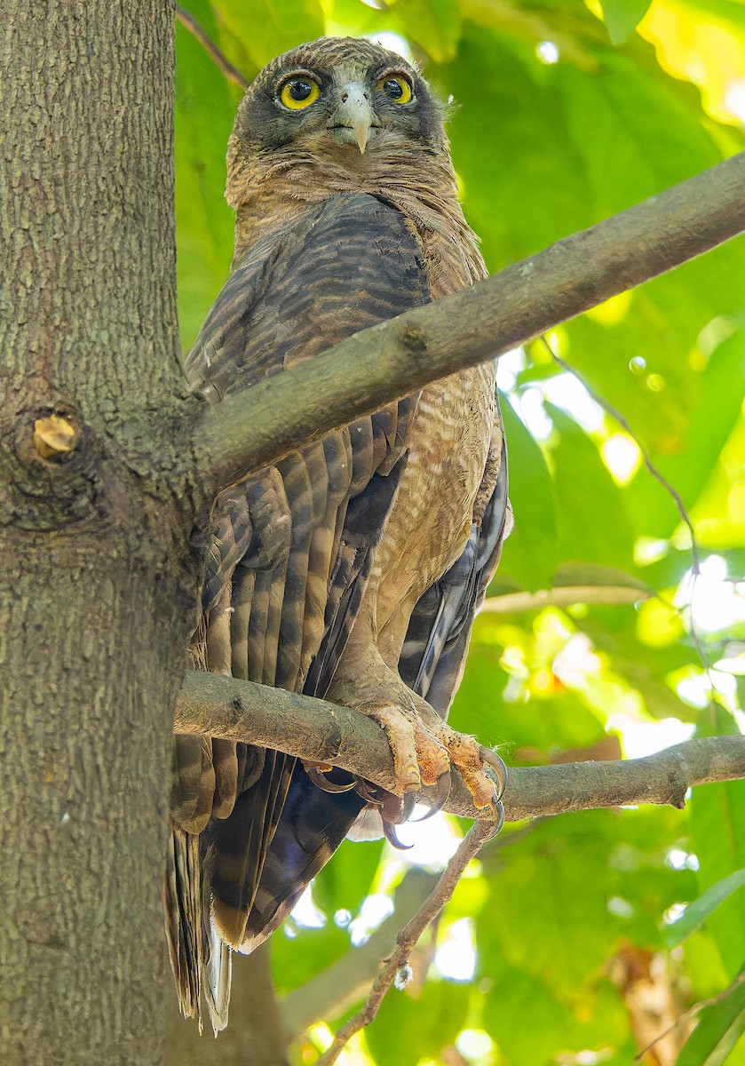 Rufous Owl - ML643771409