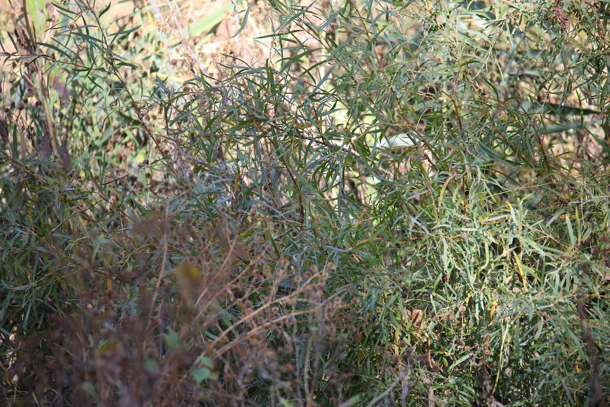 Orange-crowned Warbler - ML643771418