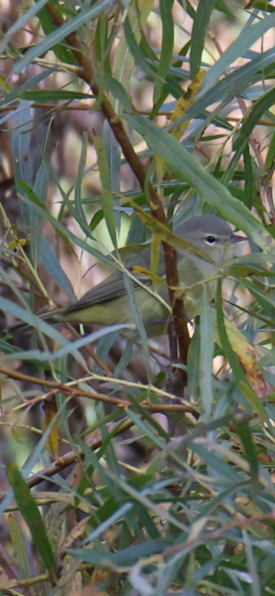 Orange-crowned Warbler - ML643771419