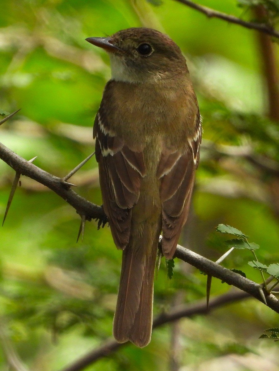 Alder Flycatcher - ML643771429