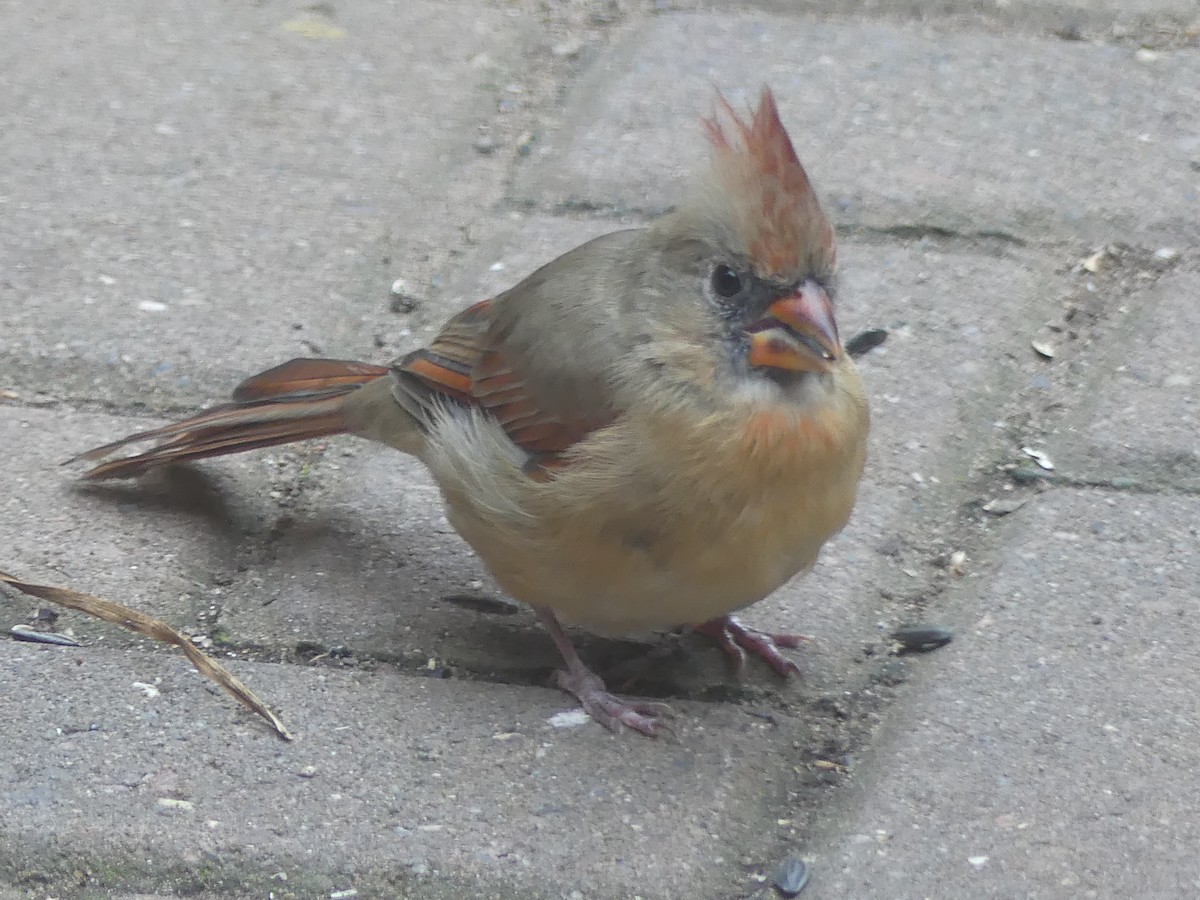 ショウジョウコウカンチョウ - ML643771467
