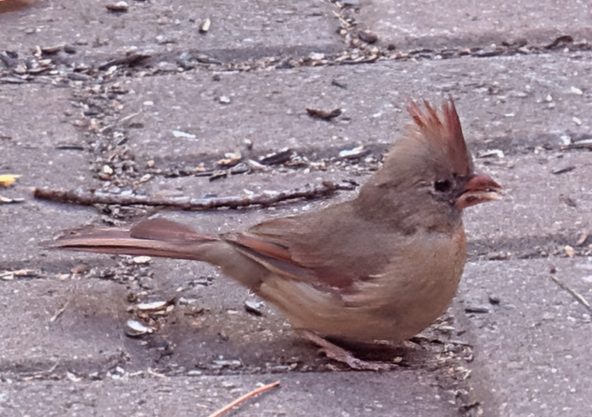 ショウジョウコウカンチョウ - ML643771468