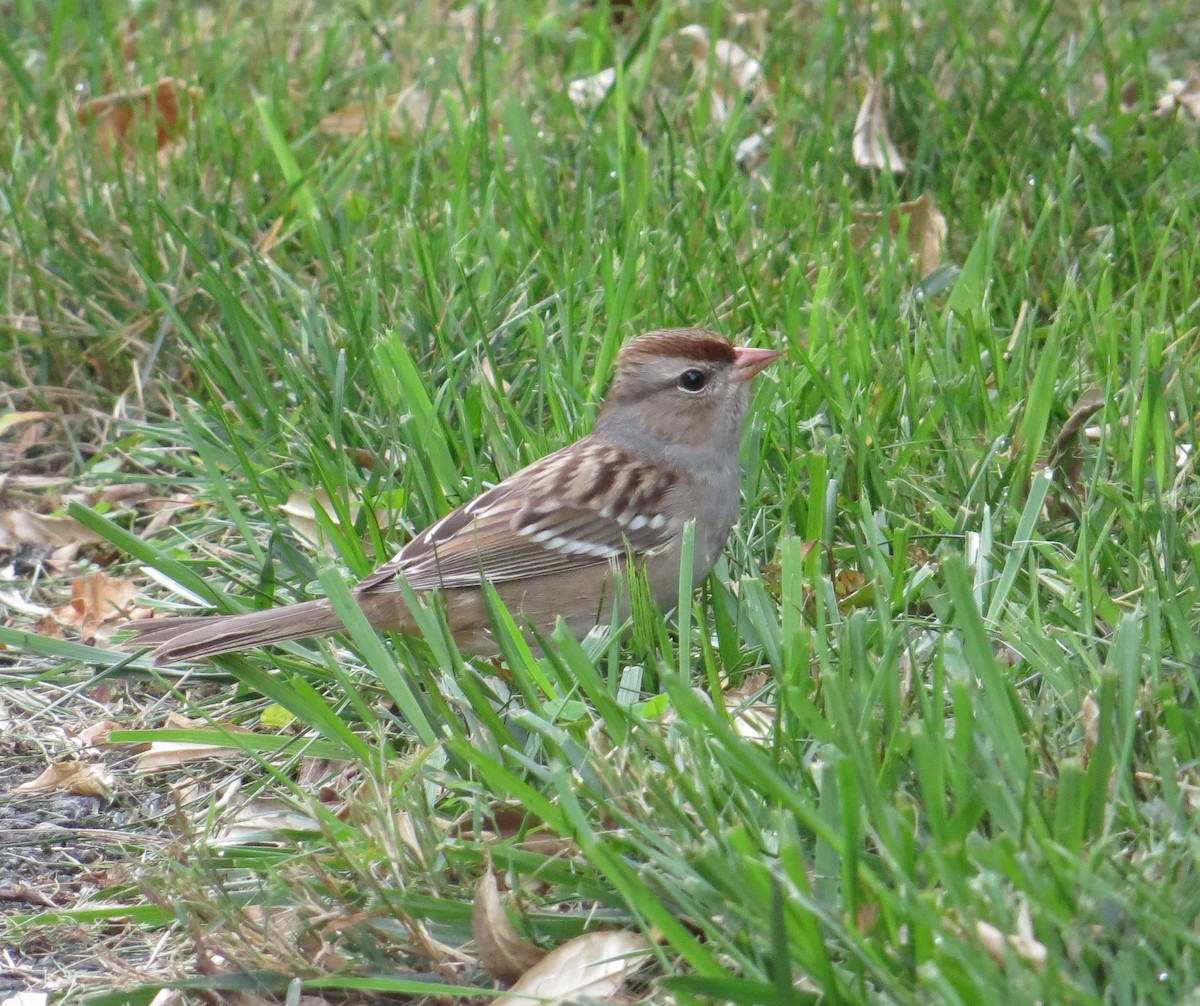 White-crowned Sparrow - ML643771509