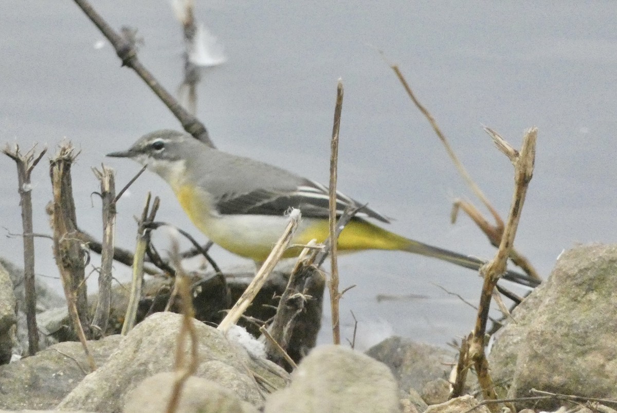 Gray Wagtail - ML643771510