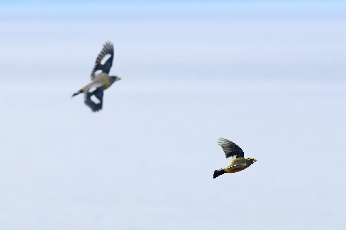 Evening Grosbeak - ML643771518