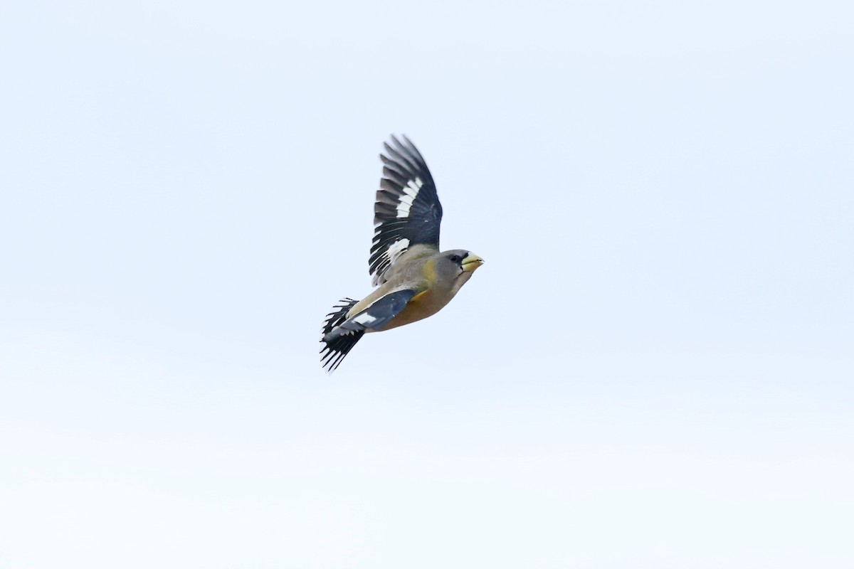 Evening Grosbeak - ML643771523