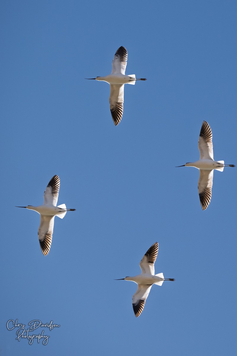 American Avocet - ML643771613
