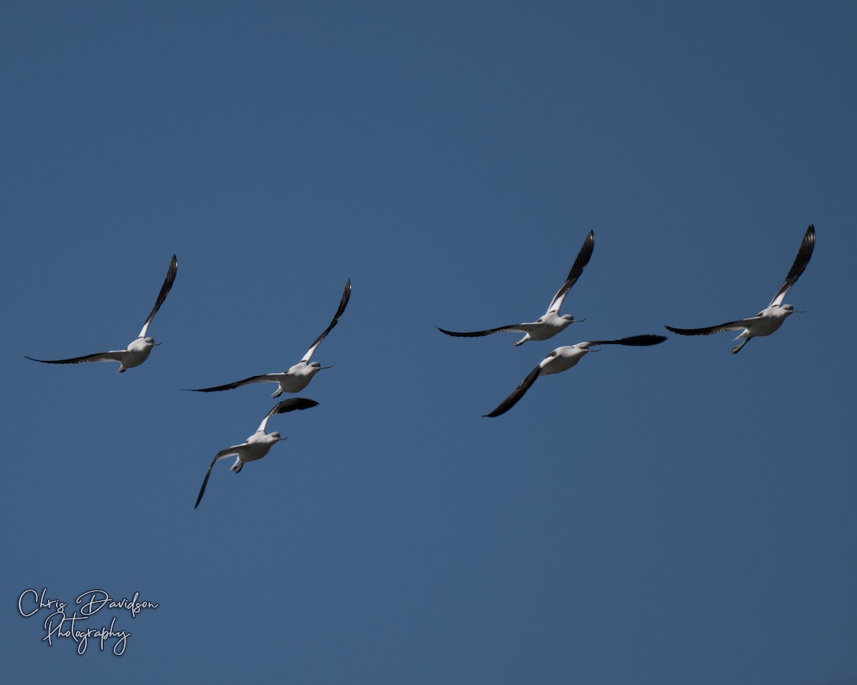 American Avocet - ML643771614