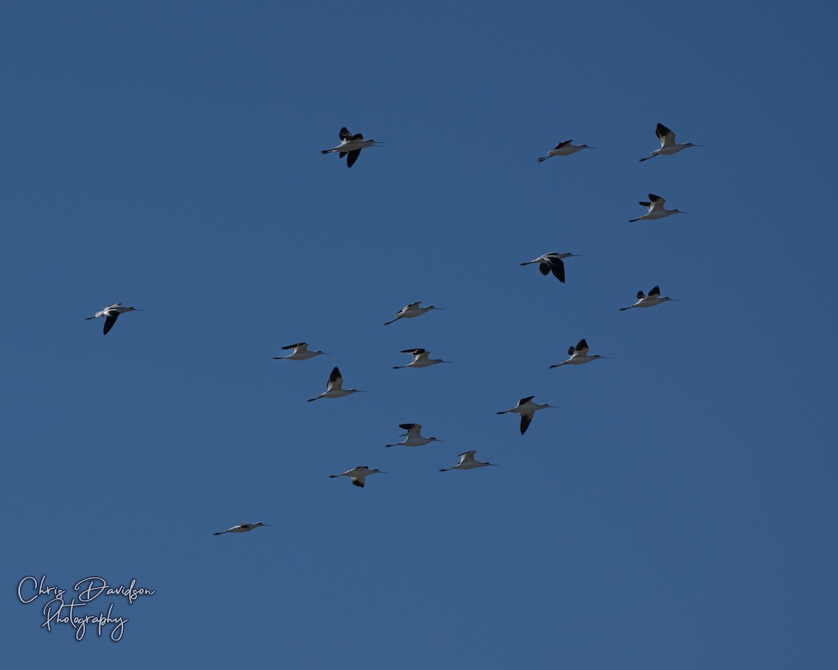 American Avocet - ML643771615