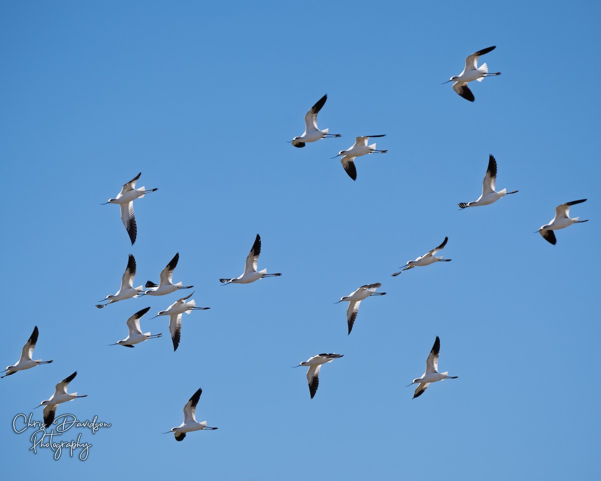 American Avocet - ML643771616