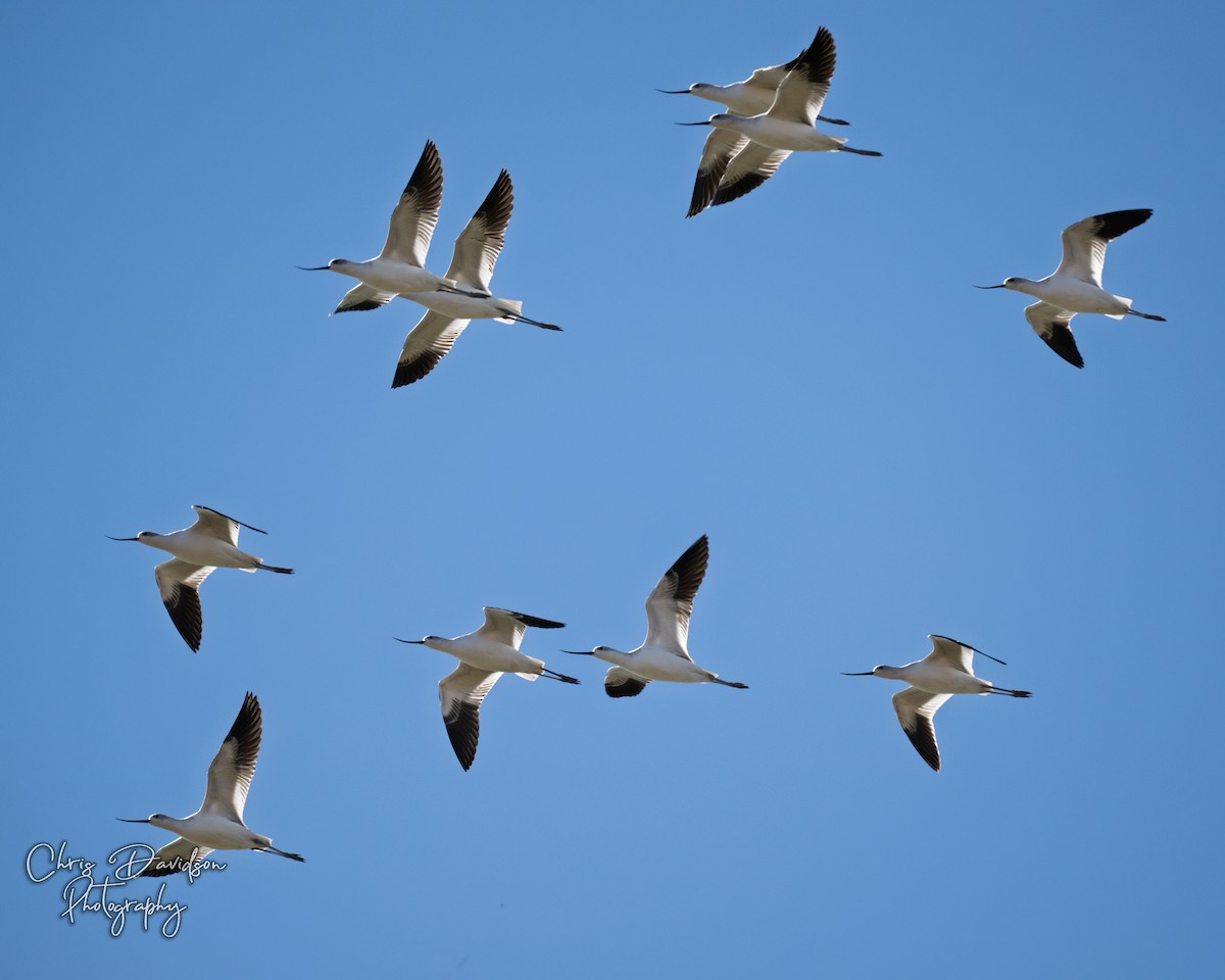 American Avocet - ML643771617
