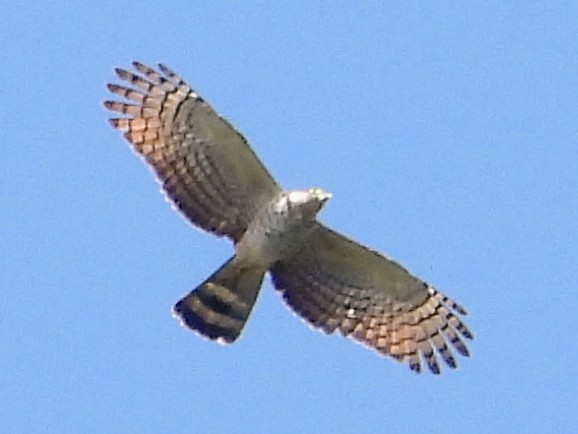 Hook-billed Kite - ML643771618
