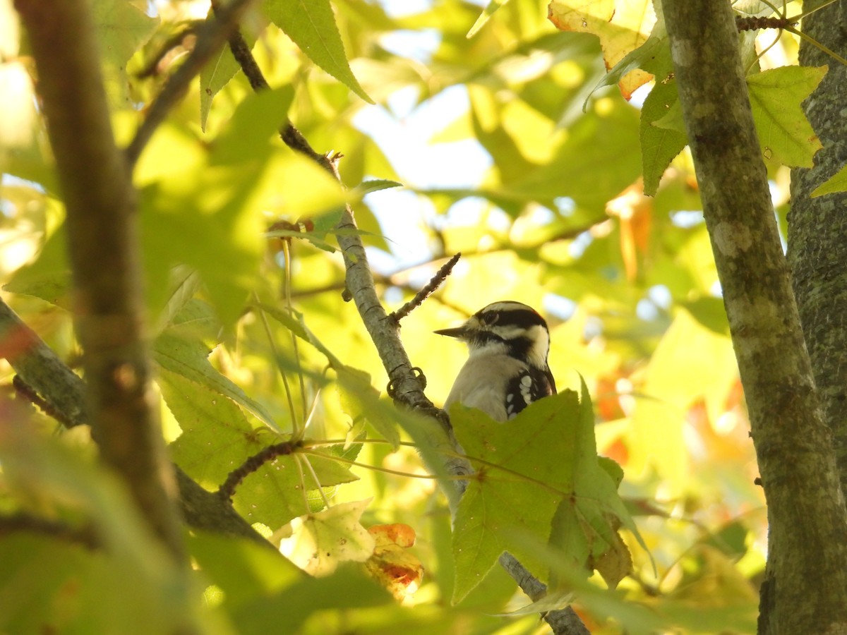 Downy Woodpecker - ML643771629