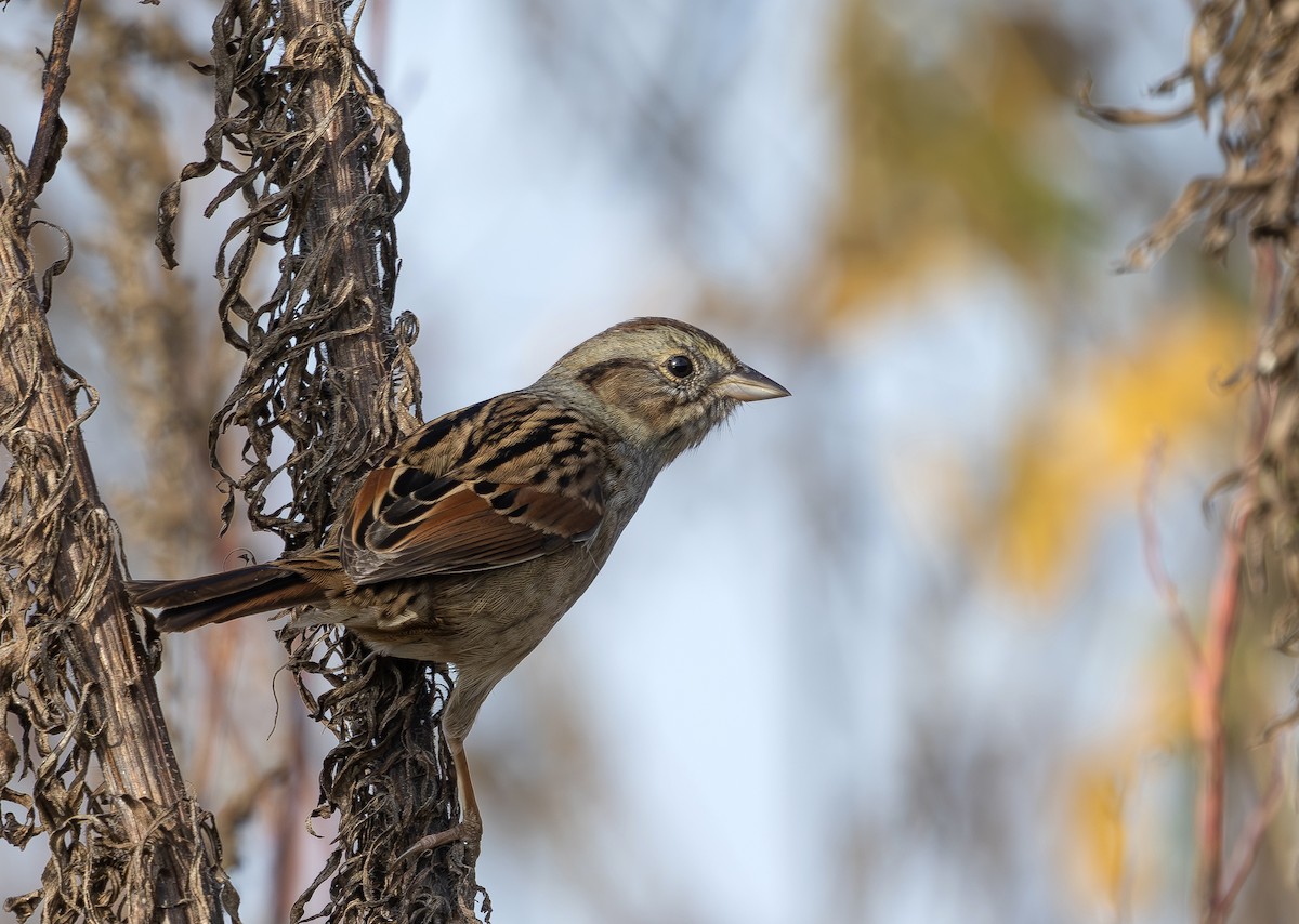 Swamp Sparrow - ML643771634