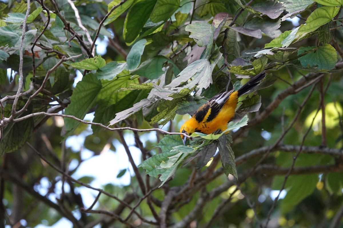 Spot-breasted Oriole - ML643771636