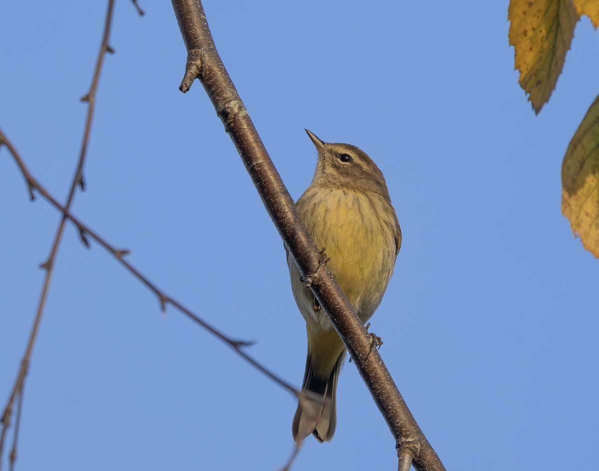 Palm Warbler - ML643771641