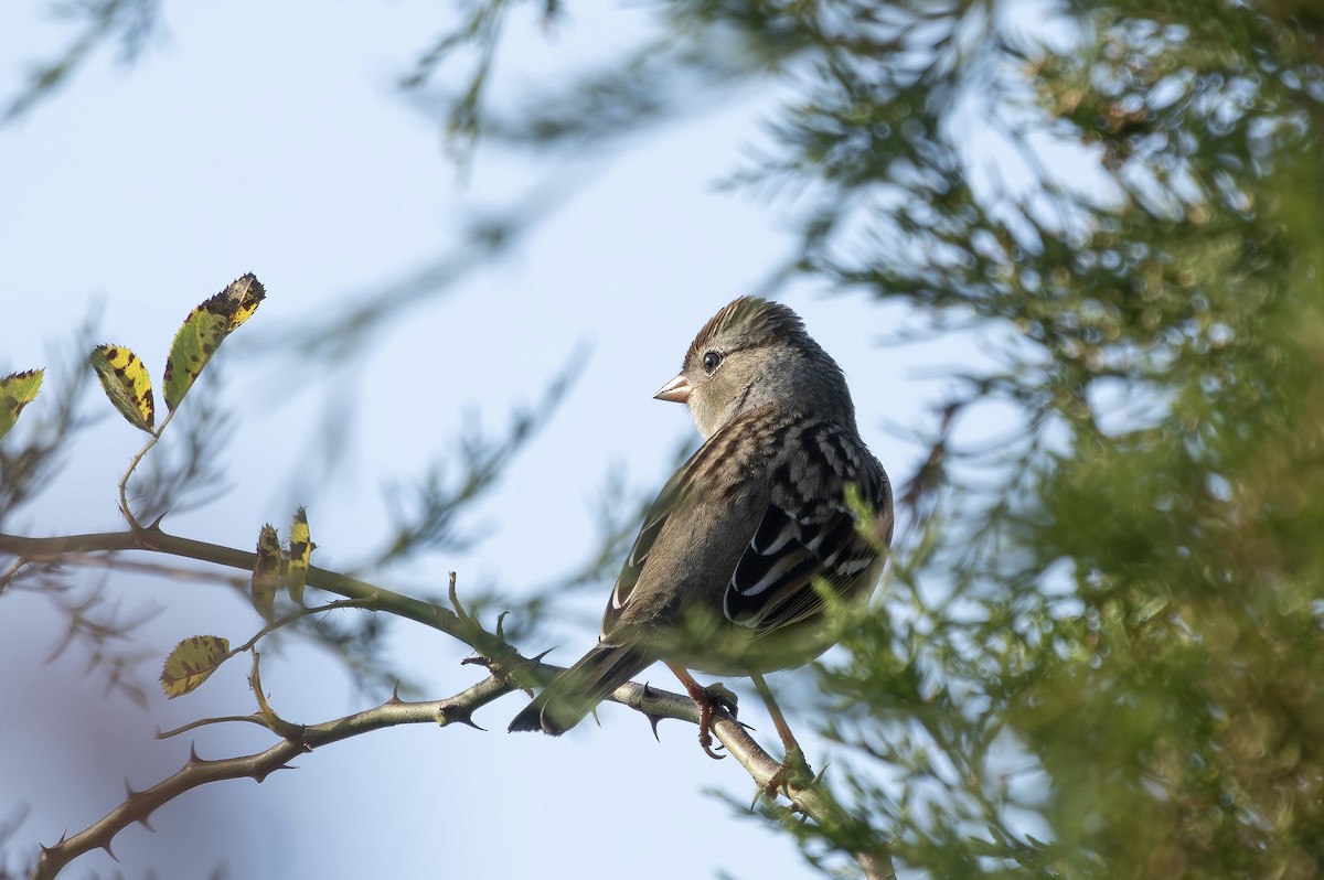 White-crowned Sparrow - ML643771648