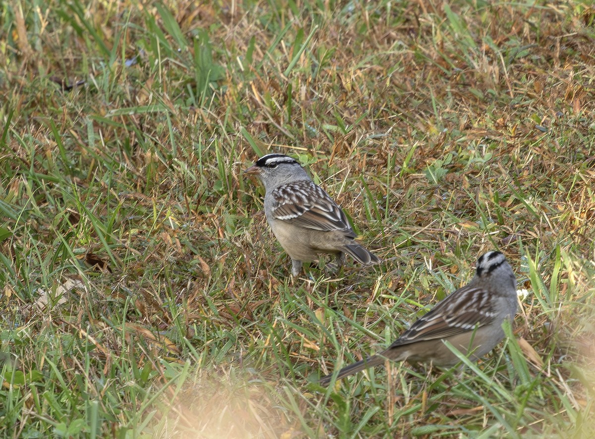 White-crowned Sparrow - ML643771649